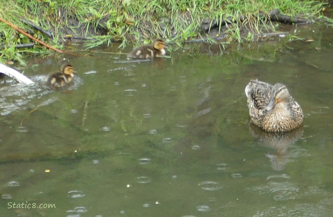 two ducklings and Mama Mallard paddling on the water in the rain