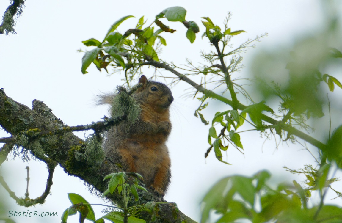 Squirrel standing up on a branch in a tree