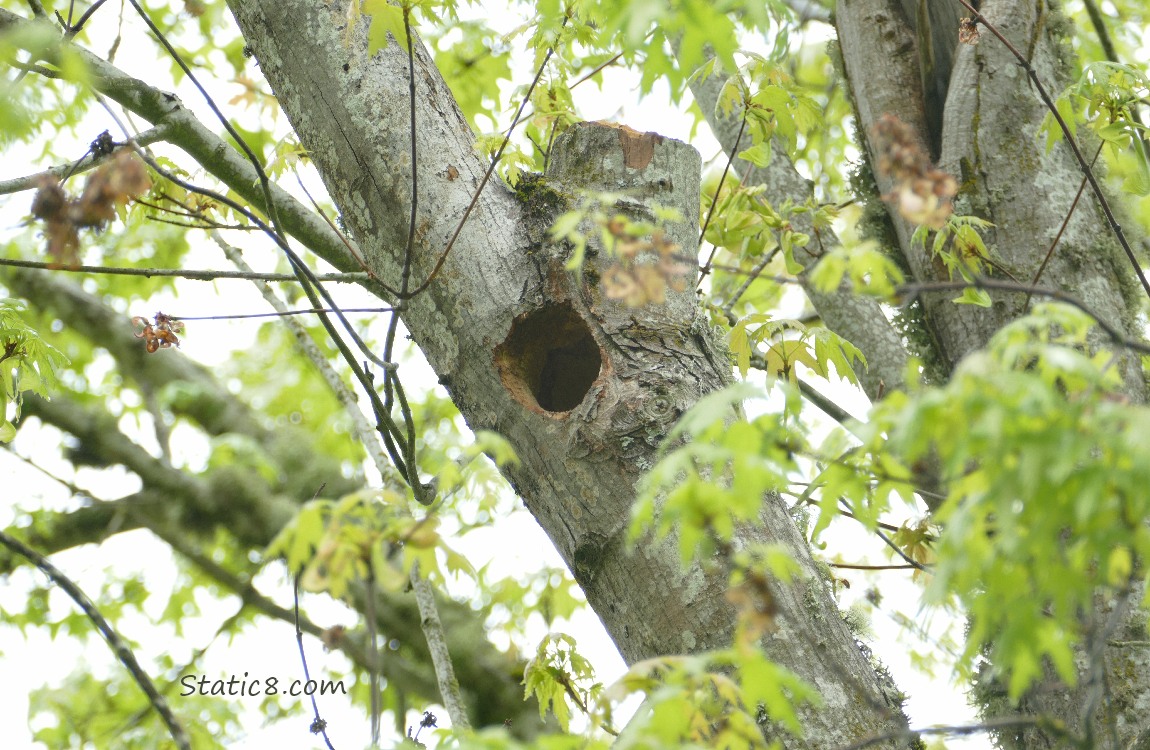 Woodpecker hole up in a tree