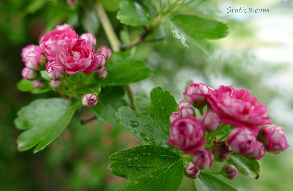 Hawthorn tree blooms