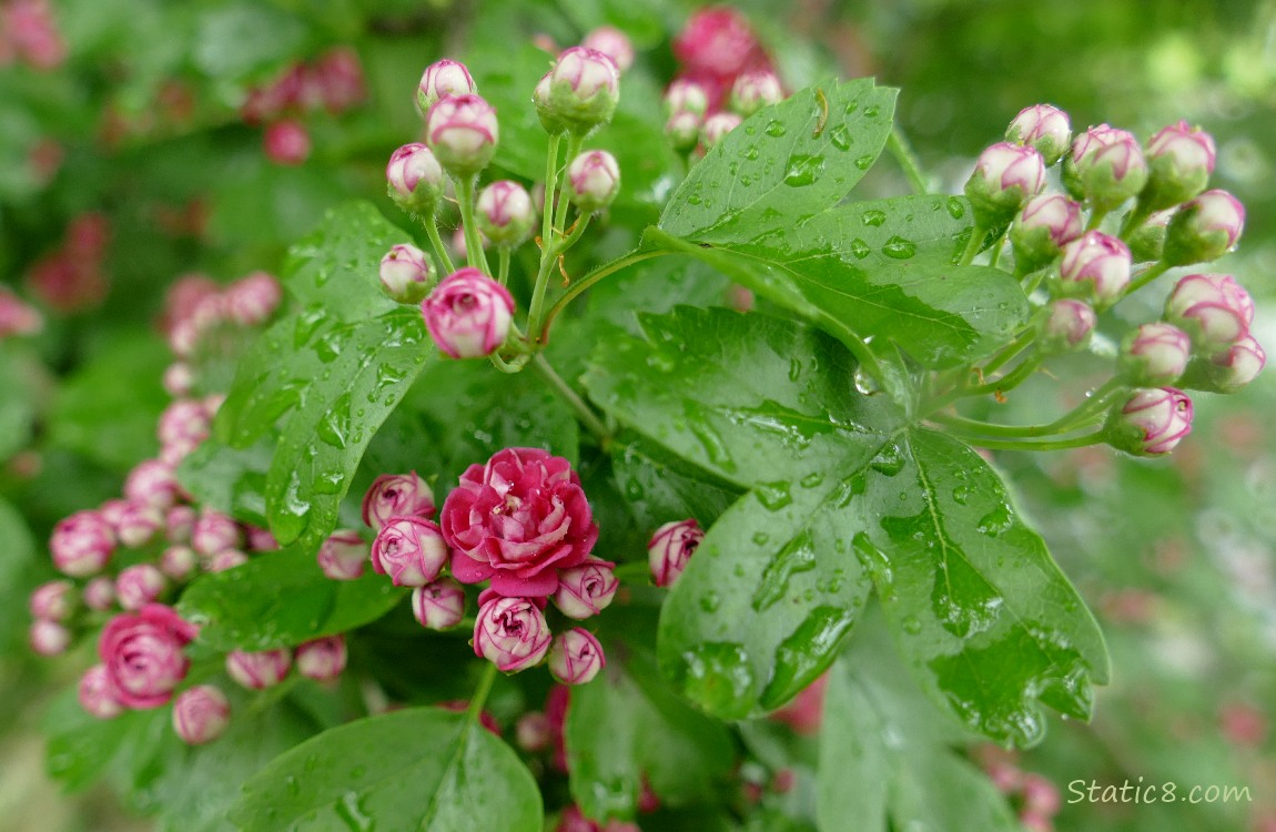 Hawthorn tree blooms