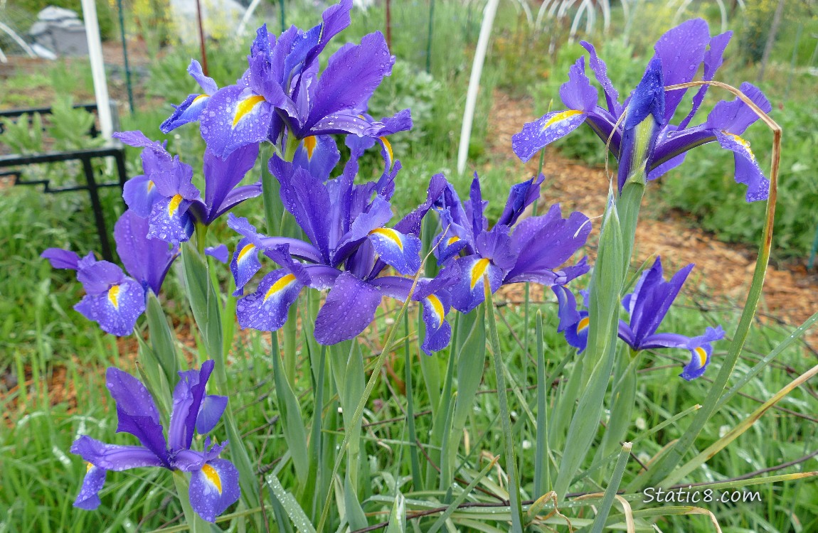 Purple Iris blooms, covered with rain drops