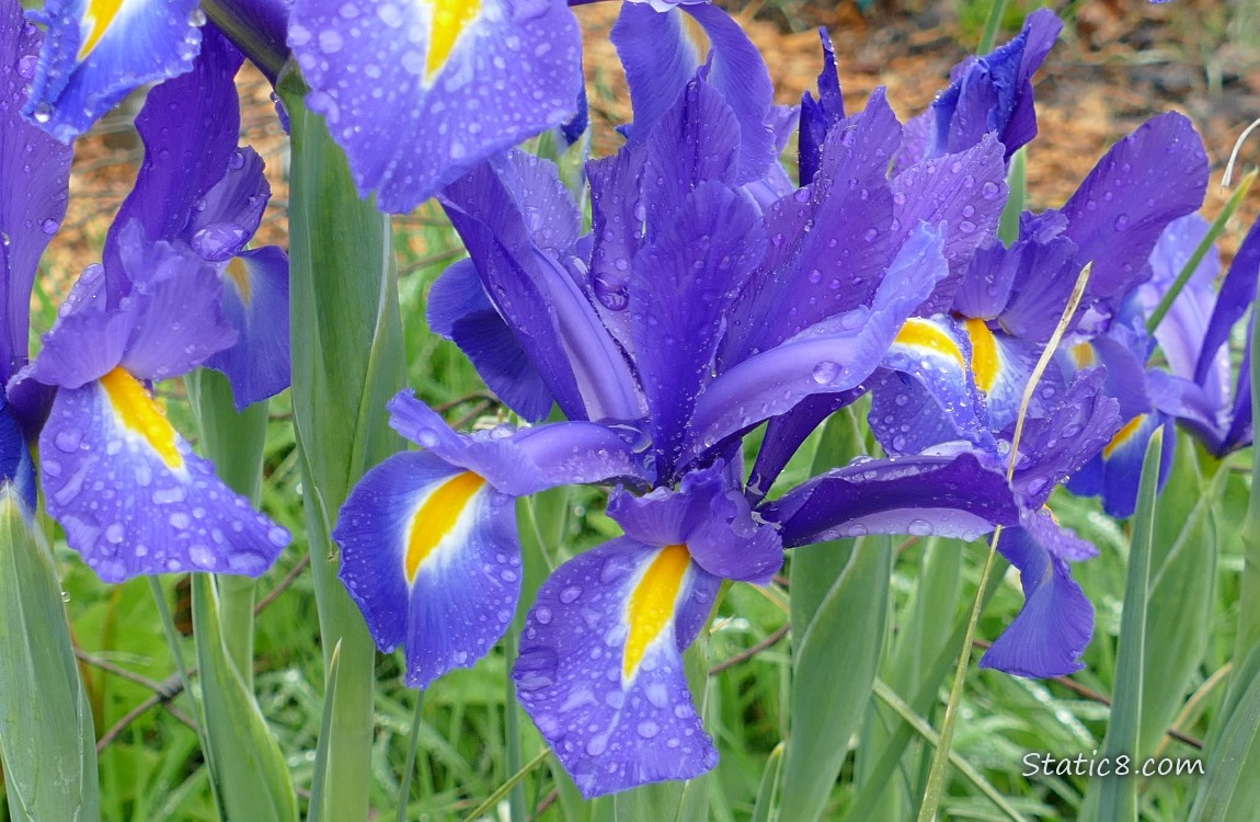 Purple Iris blooms, covered with rain drops