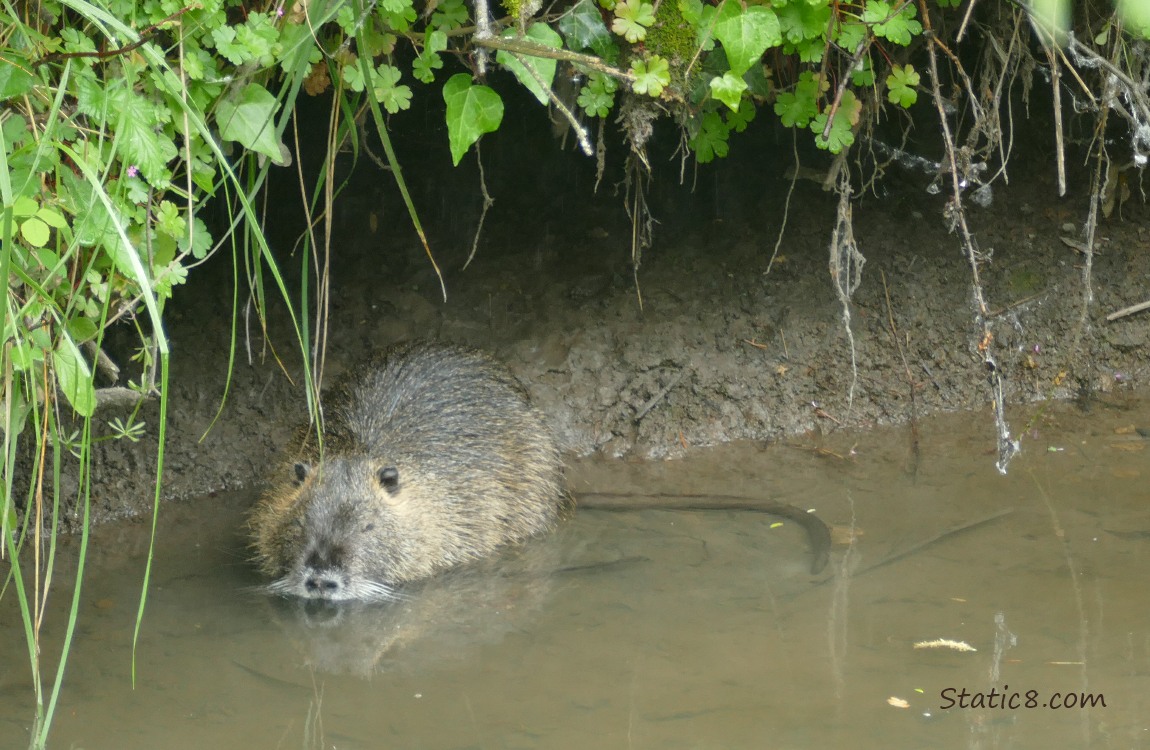 Nutria standing in water at the edge of the creek