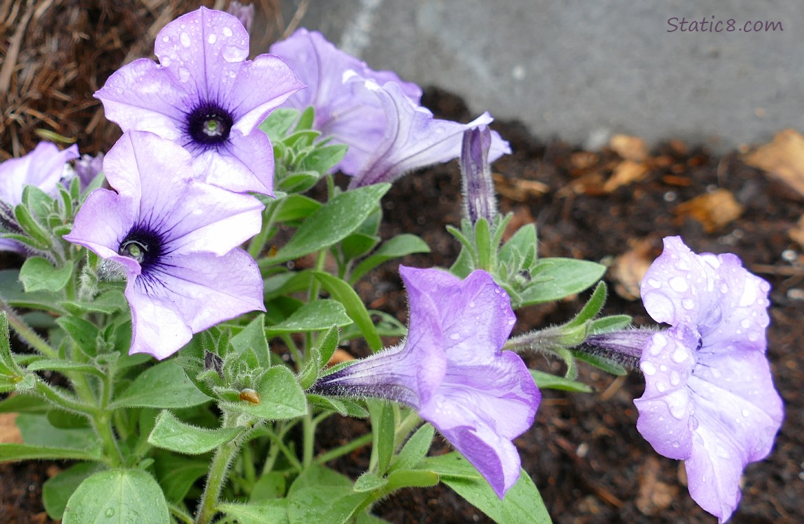 Purple Petunia blooms