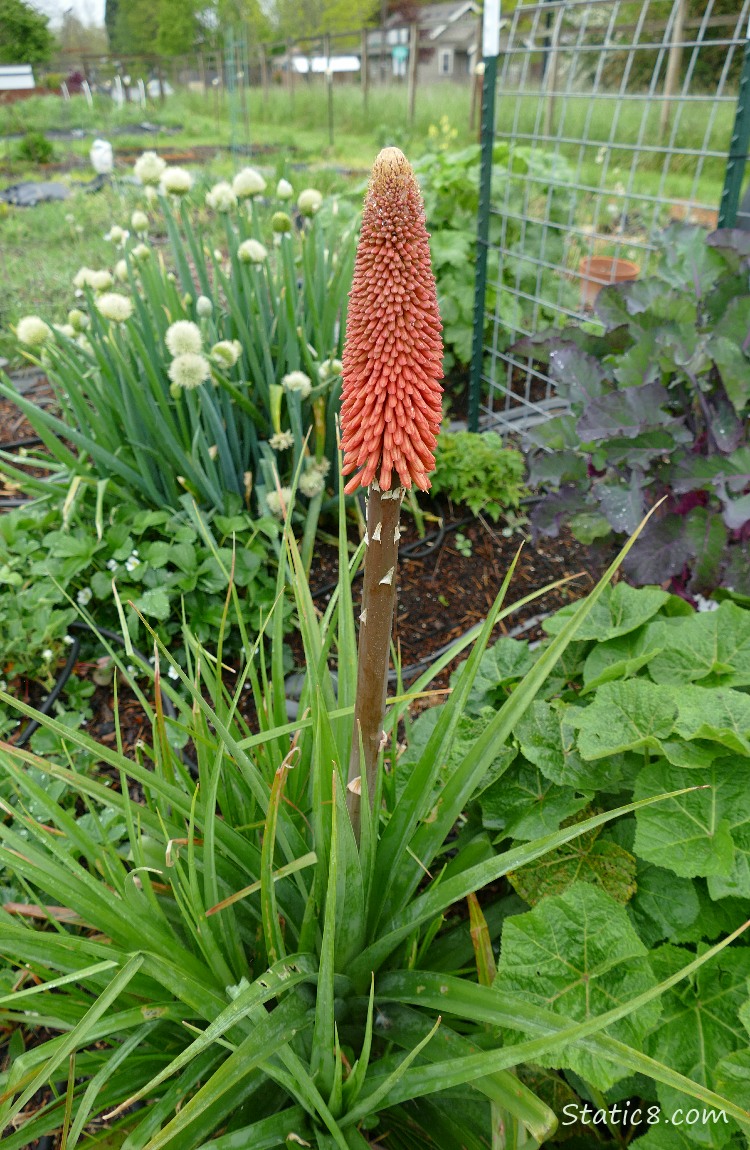 Red Hot Poker plant blooming amongst other garden plants