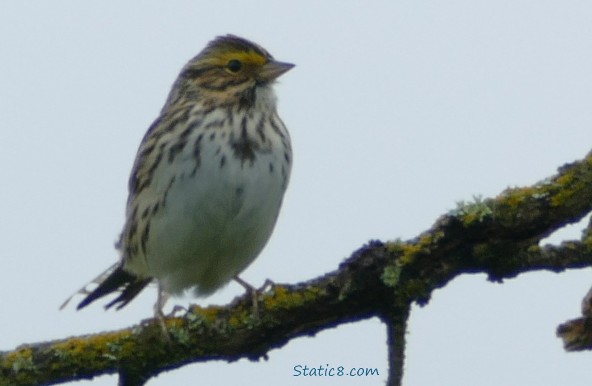 Savannah Sparrow standing up on a branch