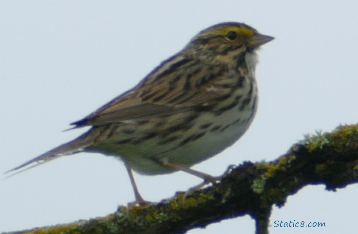 Savannah Sparrow standing up on a branch