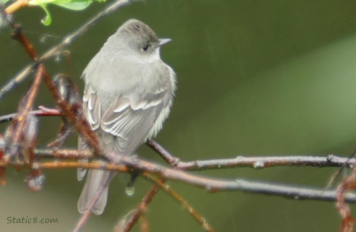 Wood Pewee standing on a twig