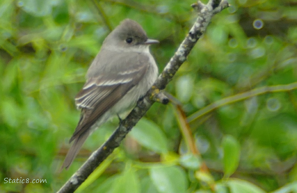 Wood Pewee standing on a twig