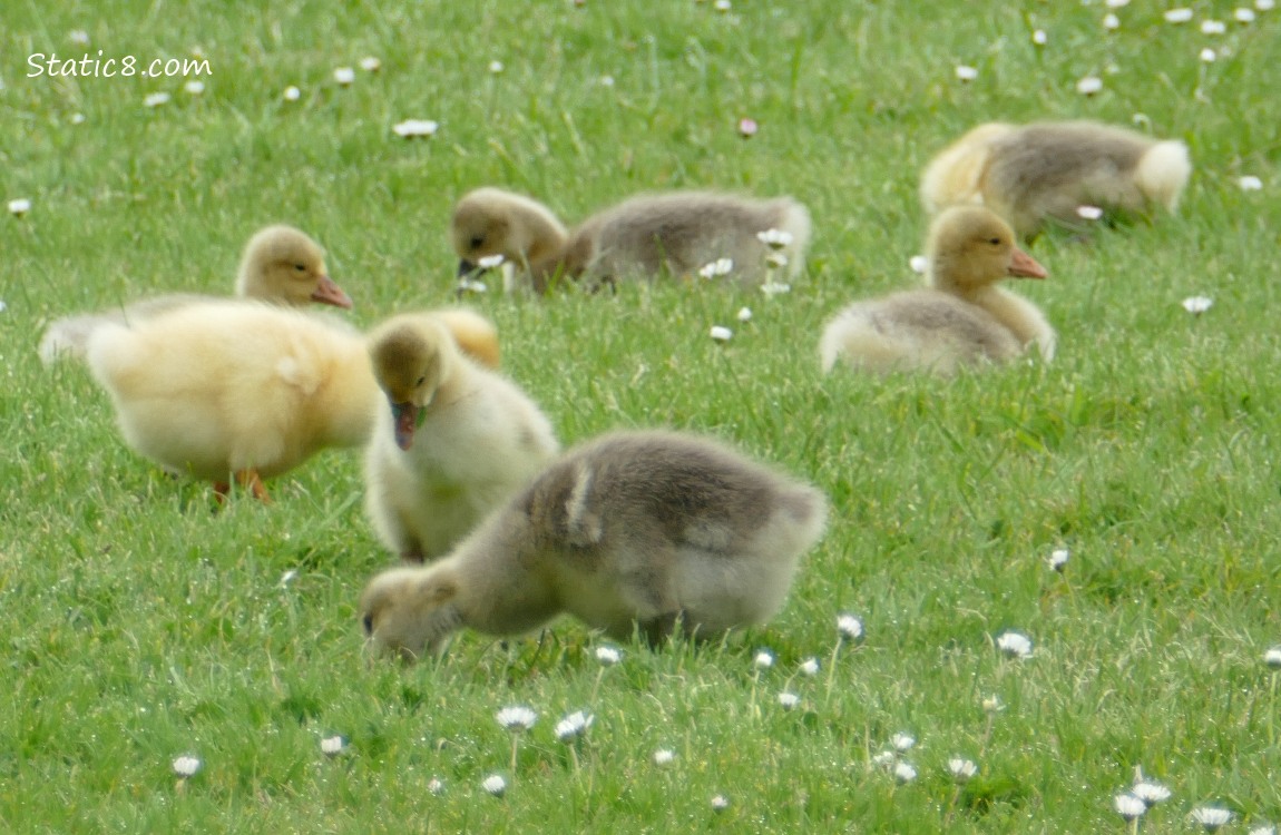 Greylag goslings walking and sitting in the grass