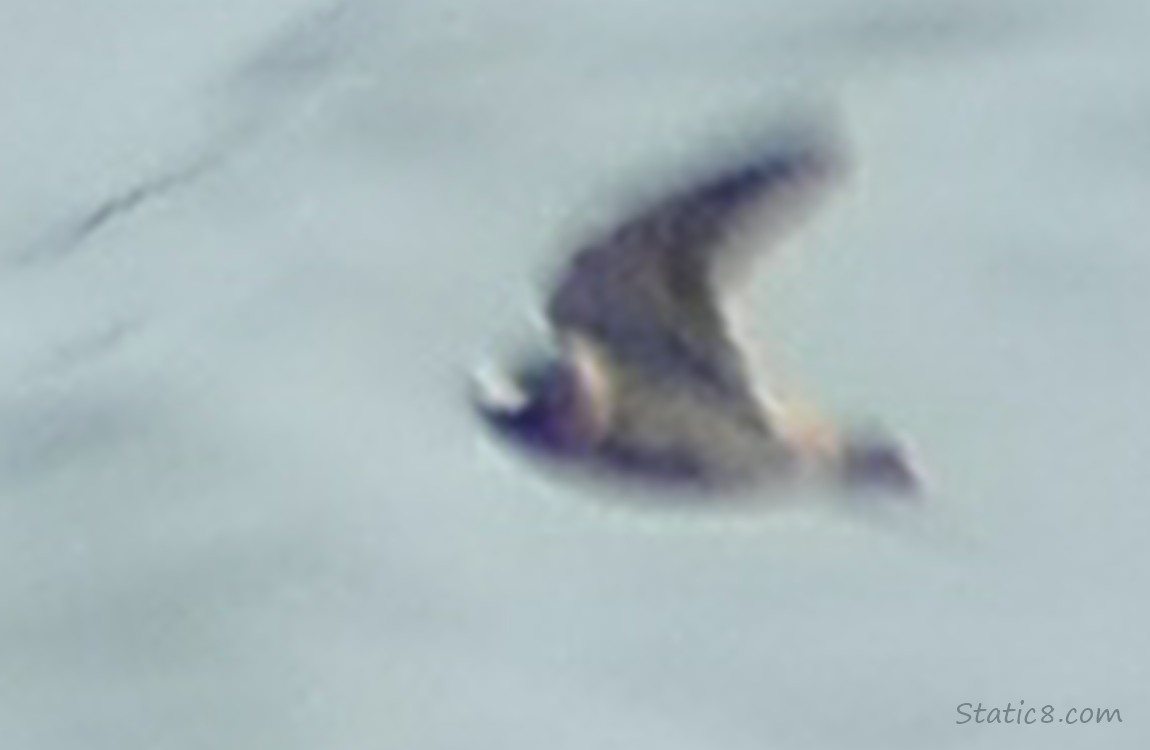 Blurry Swallow over the water