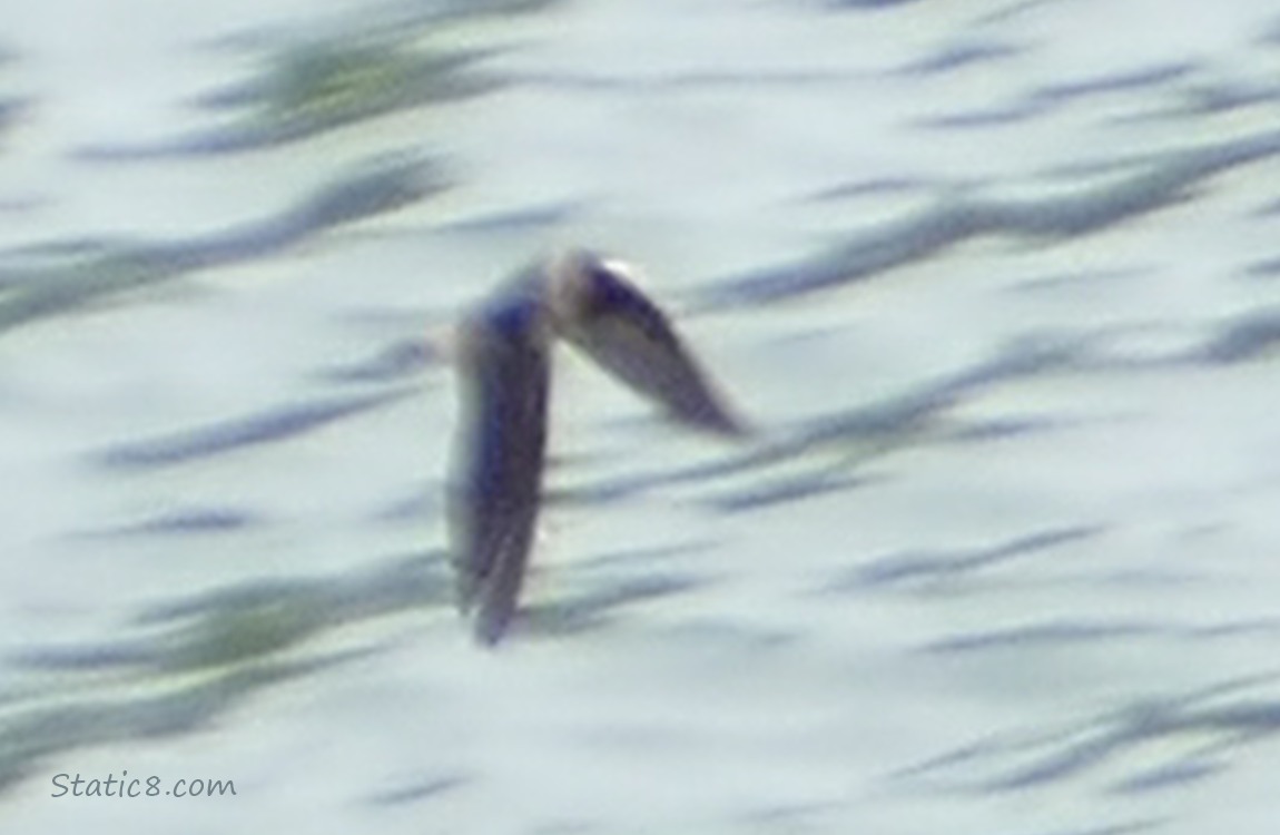 Blurry Swallow over the water