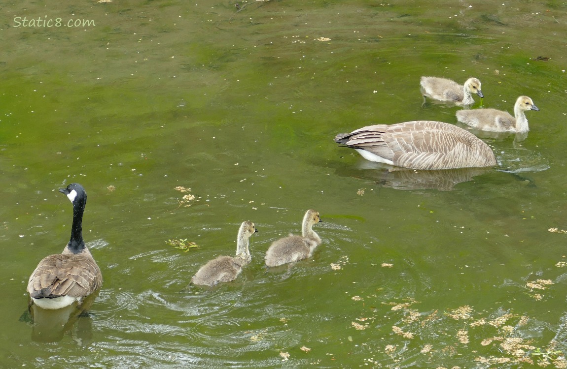 Two parent Canada Geese with four babies, paddling on the water