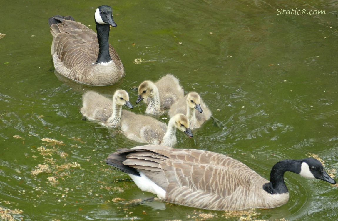 Canada Goose parents with four babies paddling on the water