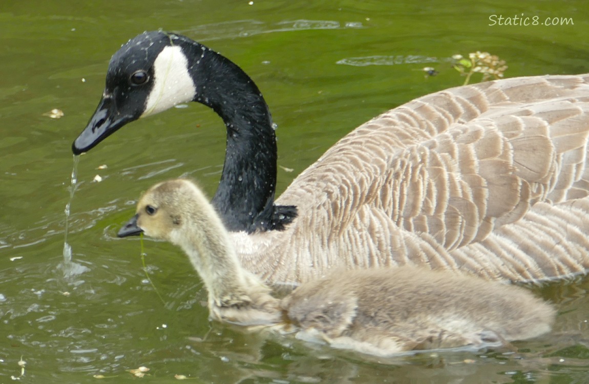 Canada Goose with gosling