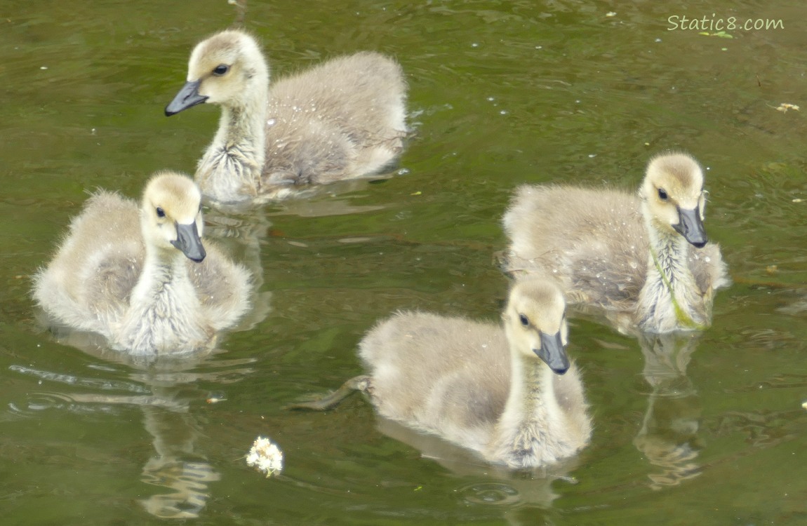 Four Canada goslings paddling on the water