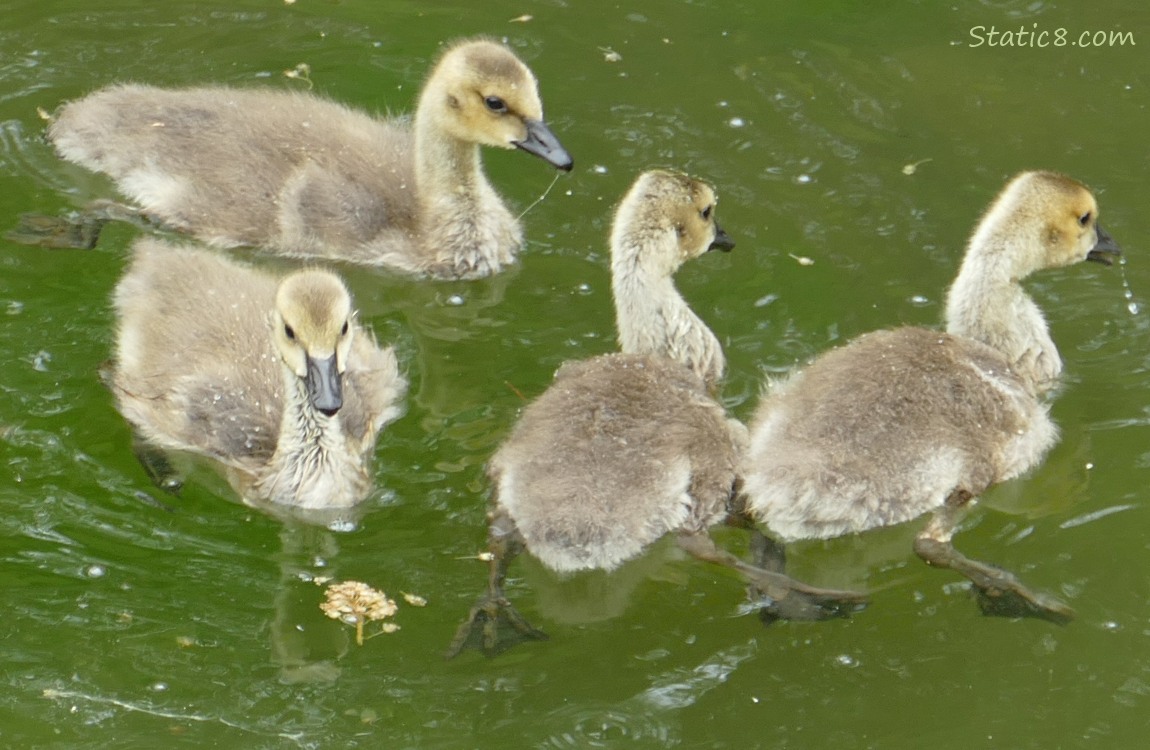 Four Canada goslings paddling on the water