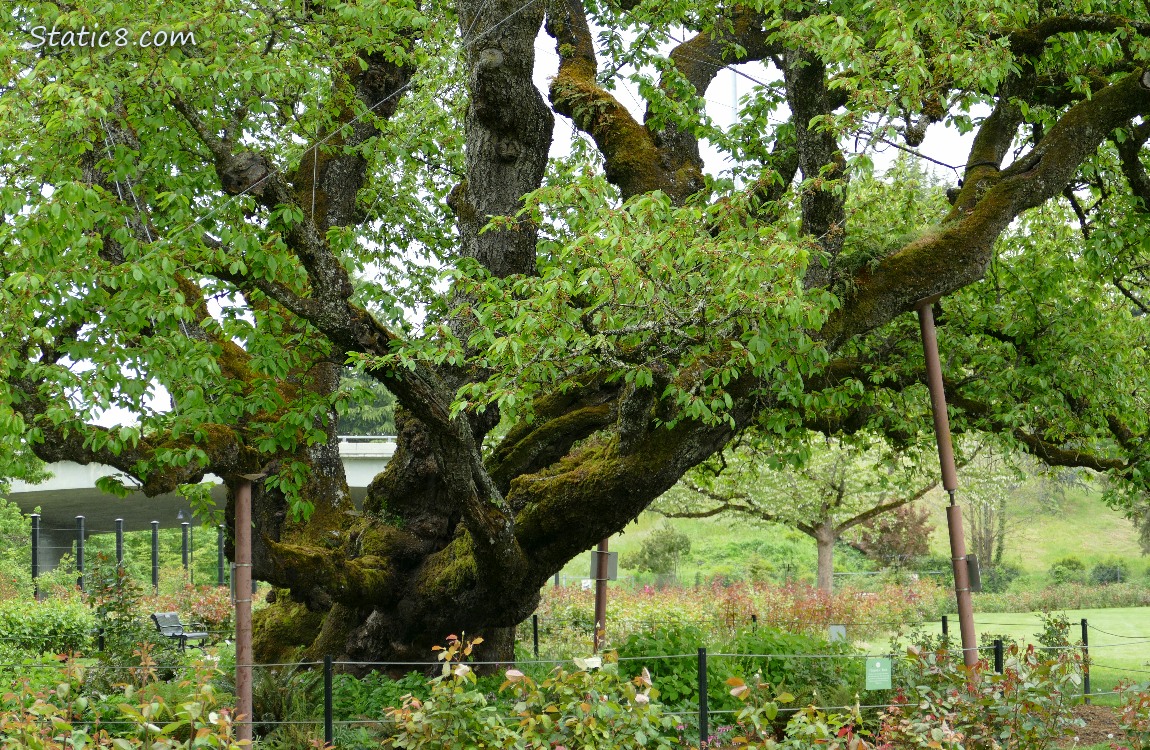 Rose Garden Heritage Cherry Tree