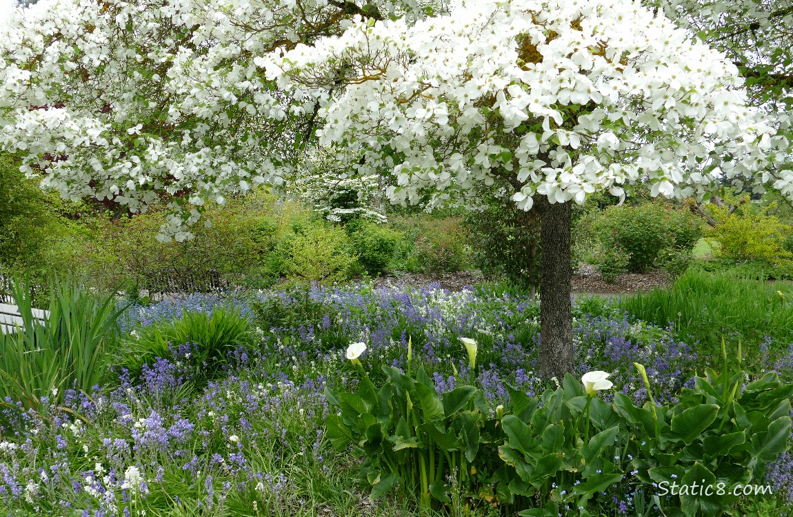 Dogwoods blooming over Spanish Bluebells and Calla Lilies