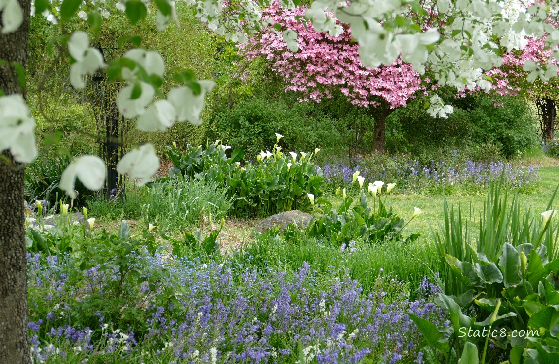 Dogwoods with Calla Lilies