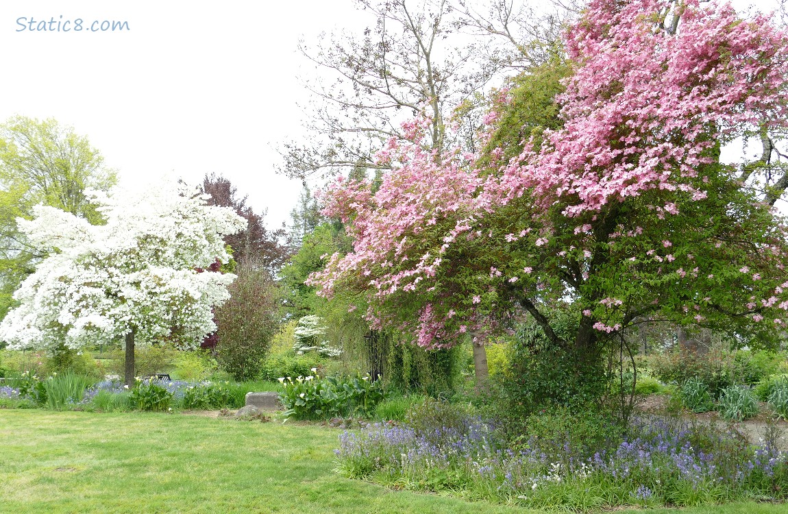 Dogwoods blooms in white and pink