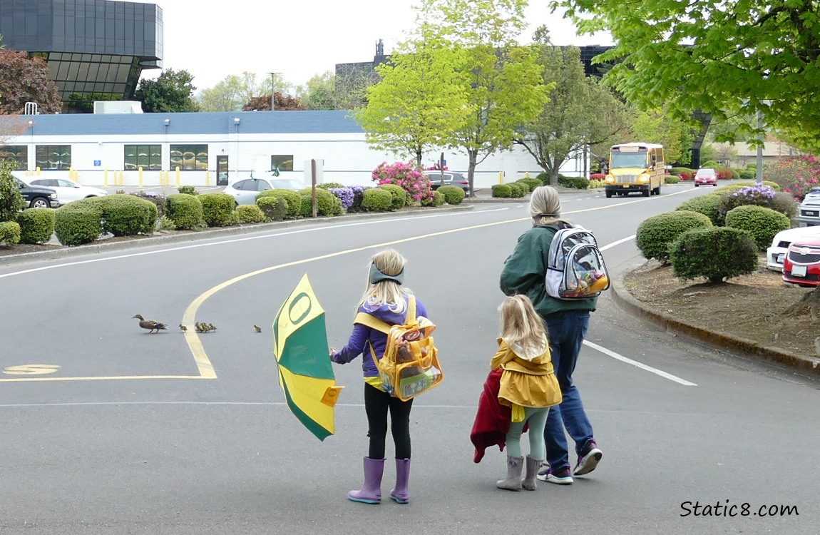 Ducklings following Mama across the street with a human family watching and a bus in the background