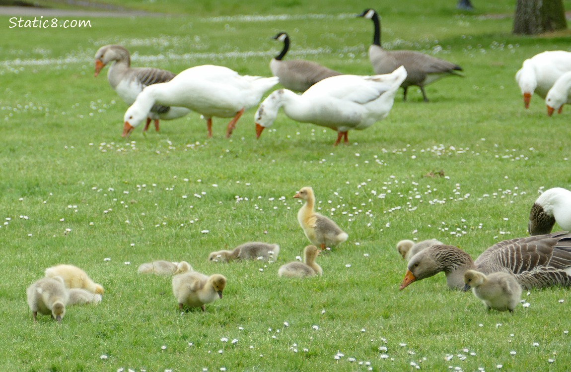 10 goslings with several Graylag adults walking and sitting in the grass