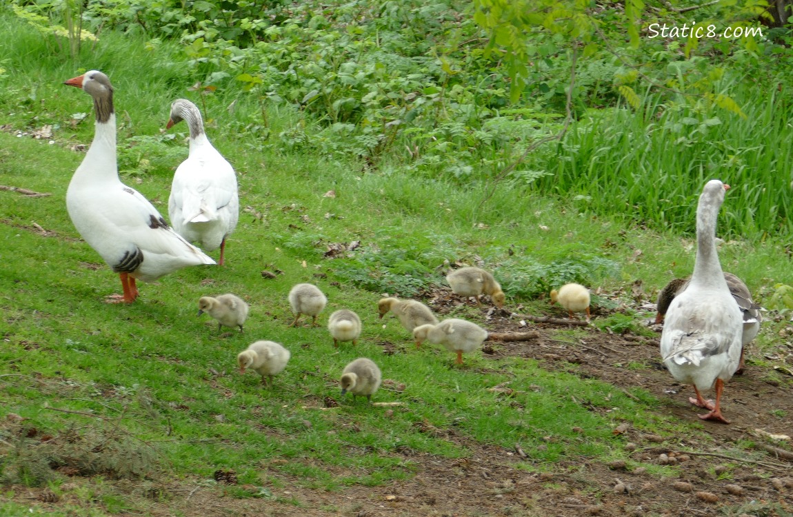 Greylag Geese wtih goslings walking on the grass