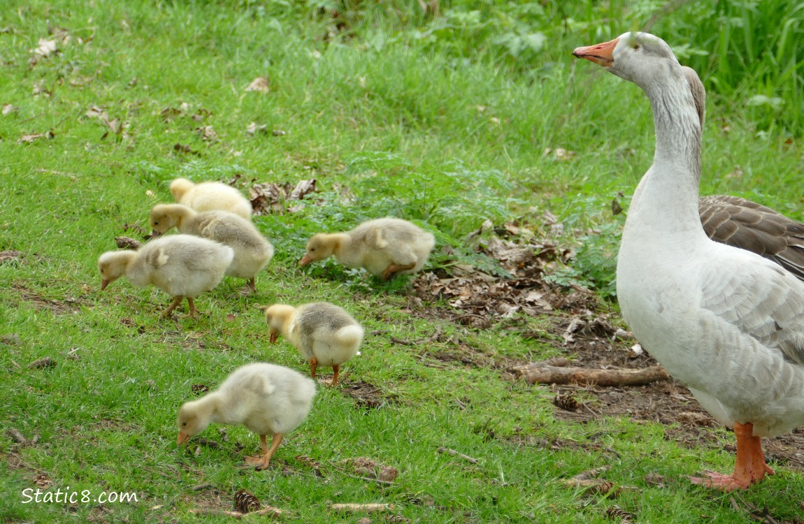 Greylag Geese with goslings