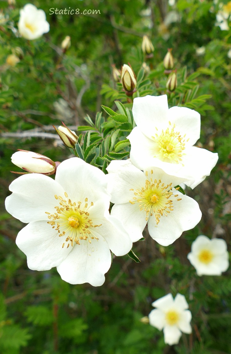 white rose blooms