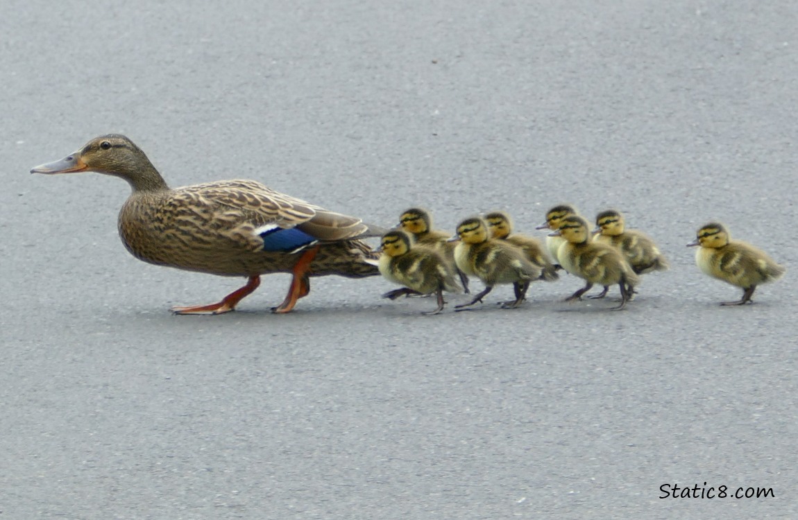 Ducklings following Mama Mallard on the street