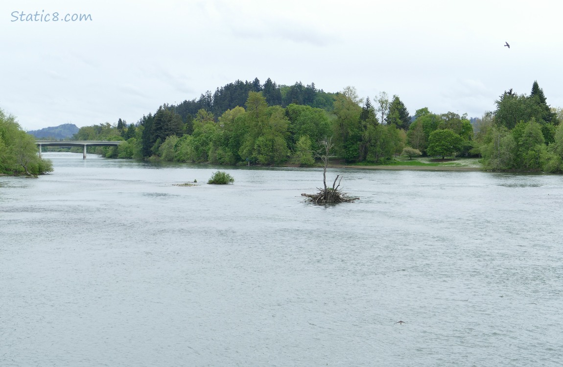 Looking across the river, Skinner Butte in the background