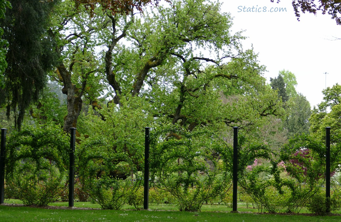 Trellised Rose plants, surrounded by trees