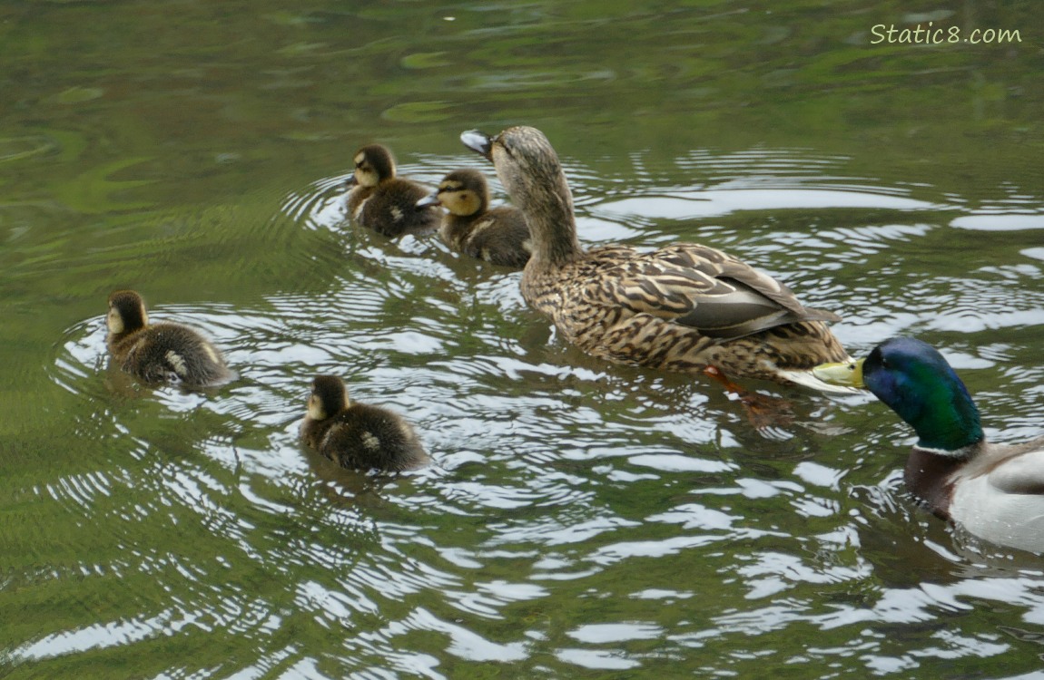 Duckings with Mama, paddling on the water