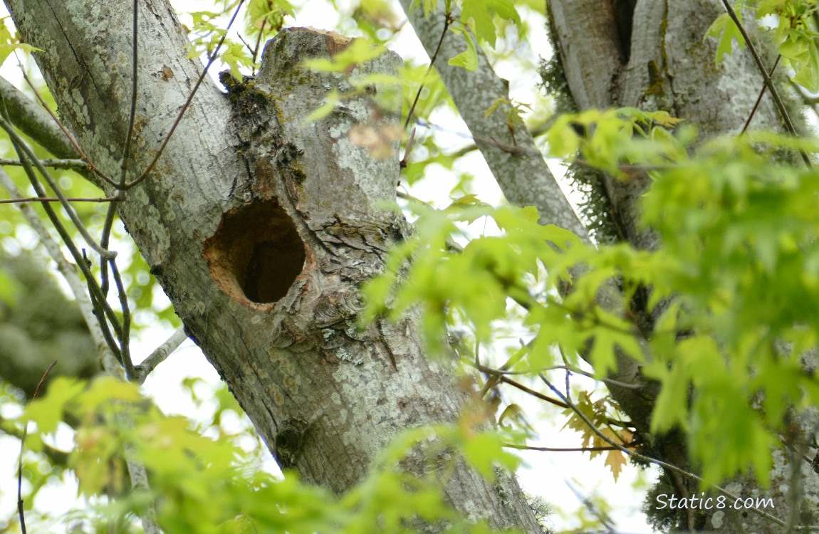 Woodpecker hole up in a tree