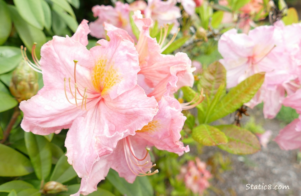 Pink Rhododendron blooms