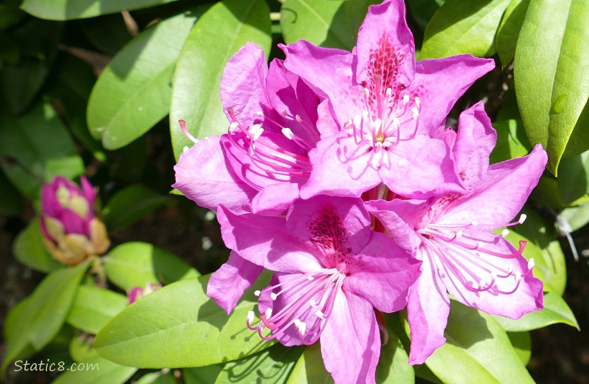 Purple Rhododendron blooms