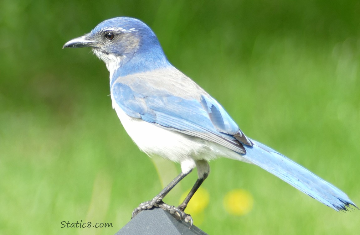 Scrub Jay standing on a post