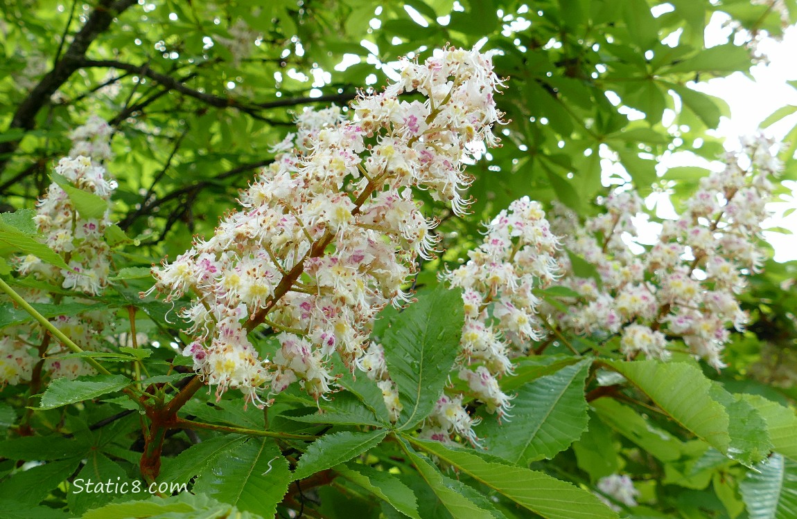 Buckeye tree blooms