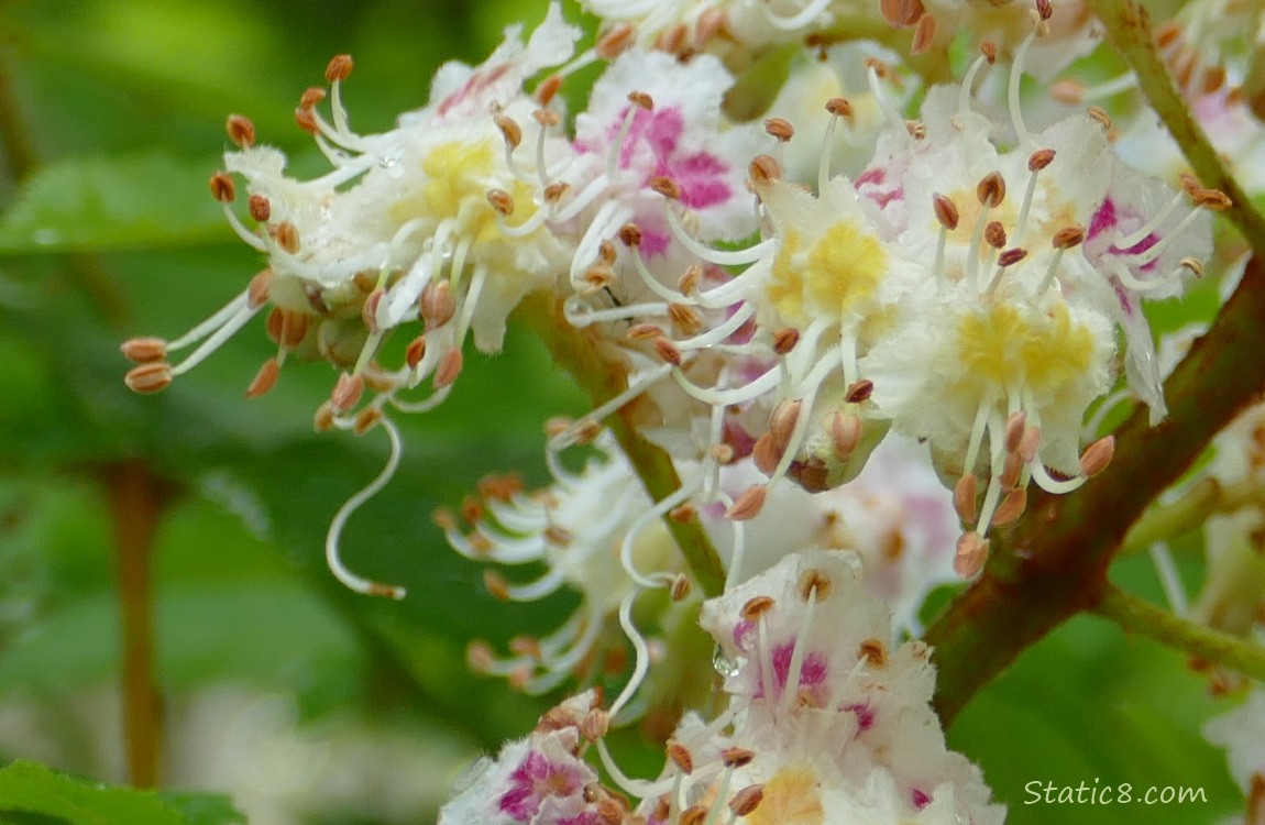 Close up of Buckeye tree blooms