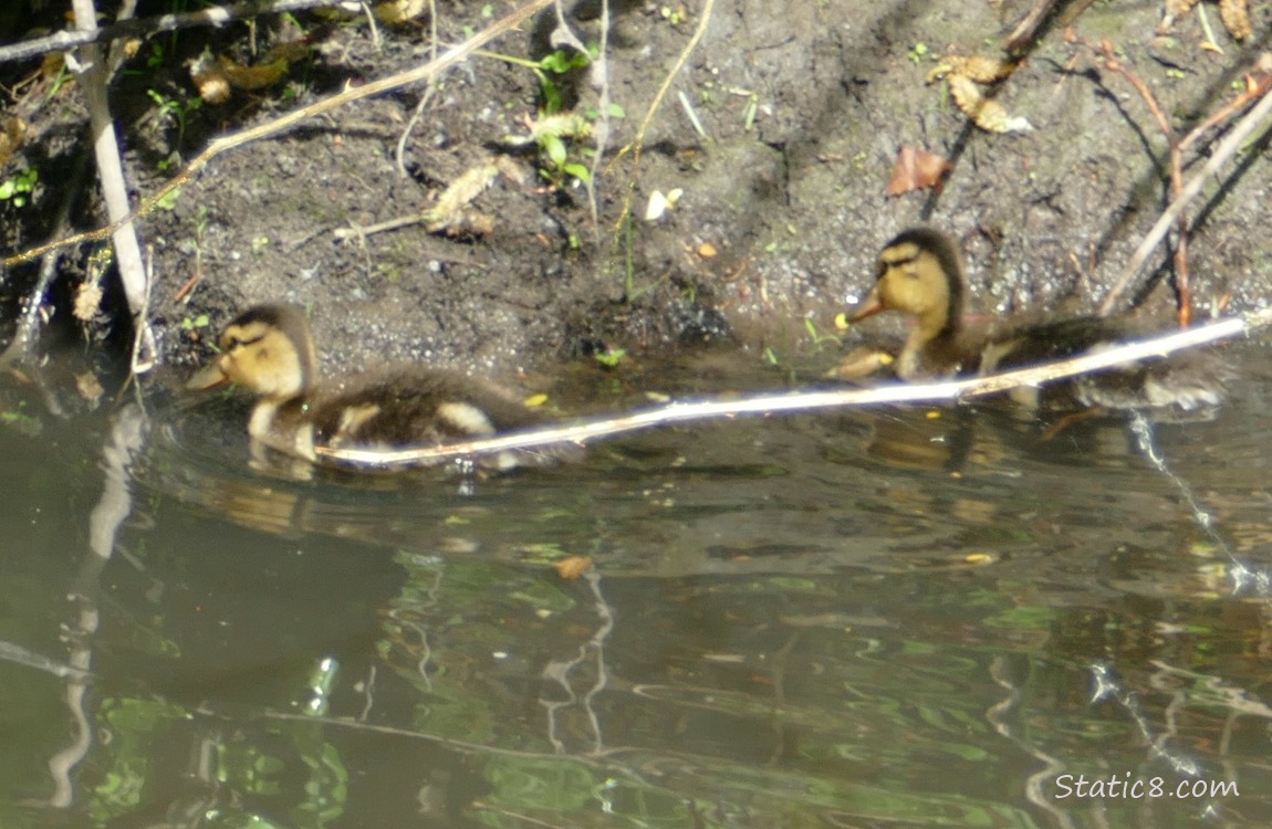 Mallard ducklings paddling near the bank of the creek