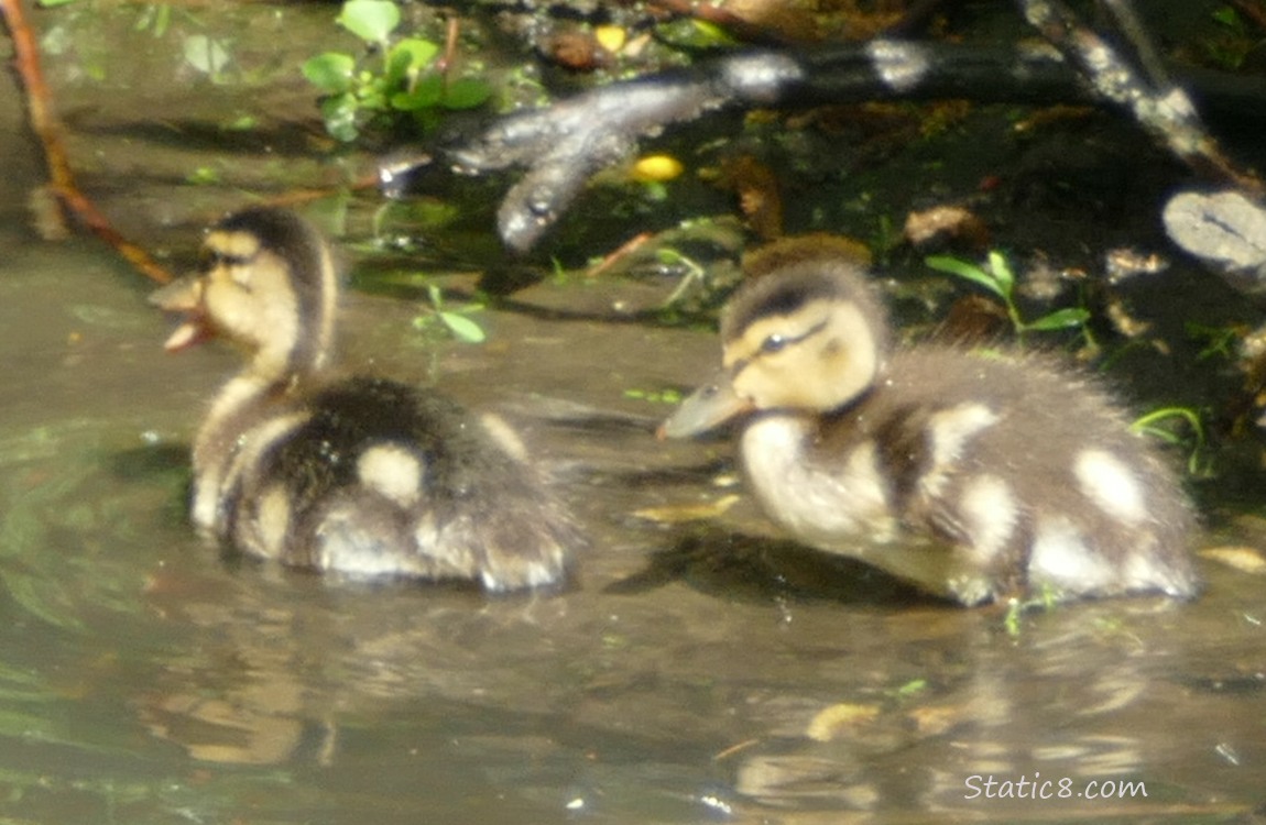 Two ducklings standing in shallow water