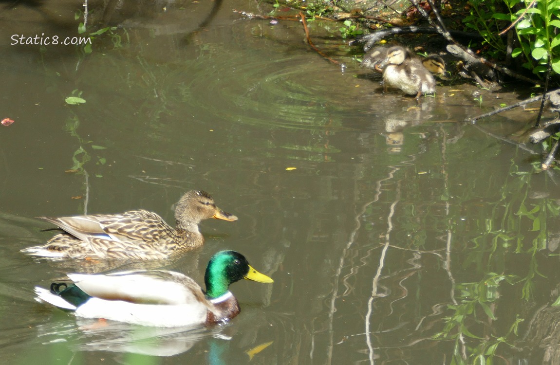 Female and Male Mallards paddling by the duckings