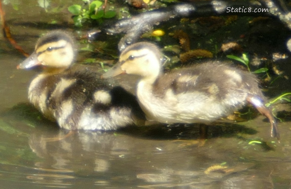 Two duckliings standing in shallow water, one stretches her leg!