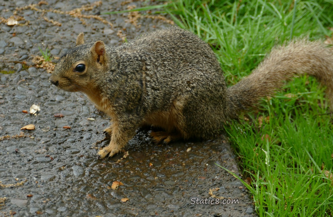 Squirrel standing on the sidewalk