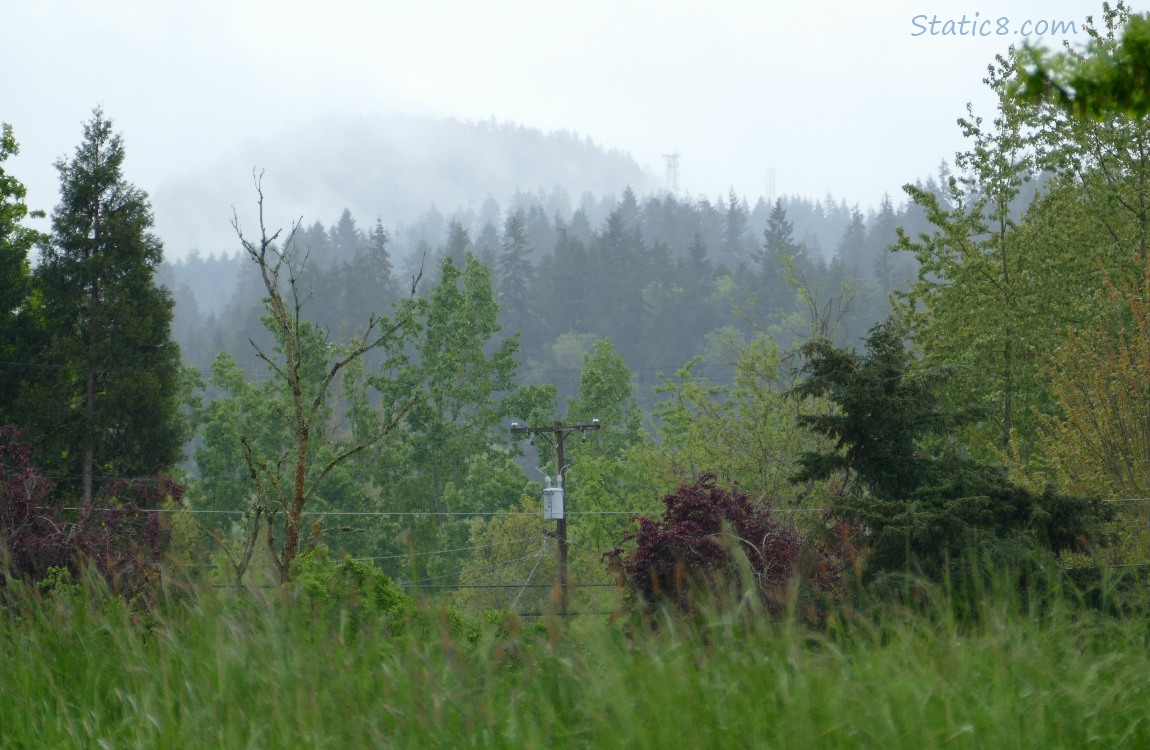 Trees and foggy hill in the distance