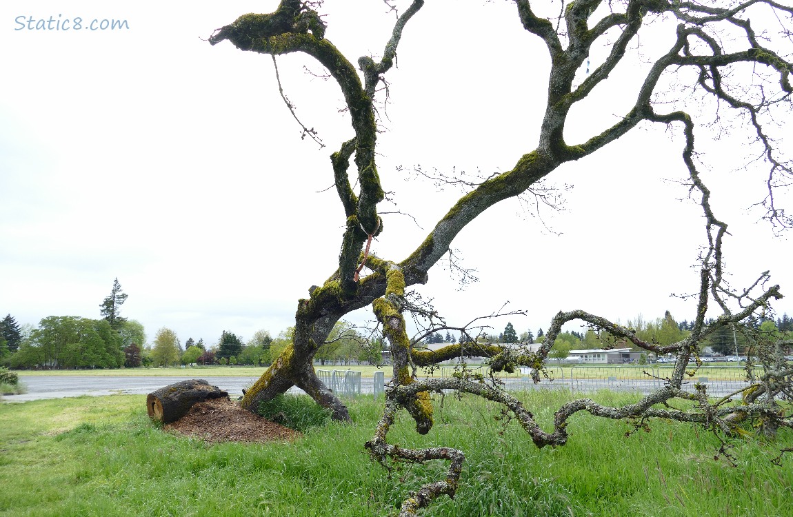 Fallen oak tree, a limb resting on the ground