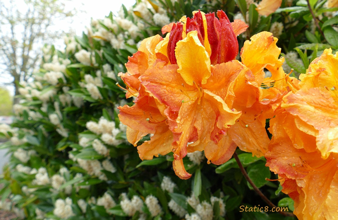 Orange Rhododendron blooms