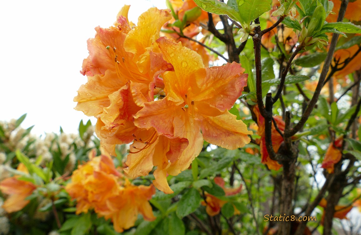 Orange Rhododendron blooms